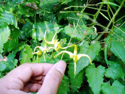 Công dụng và cách dùng rượu dâm dương hoắc